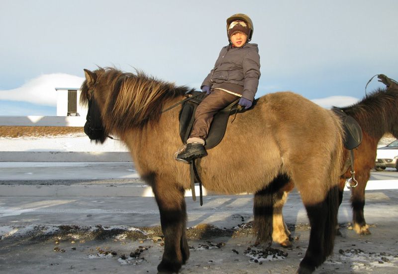 Islandshäst i snölandskap