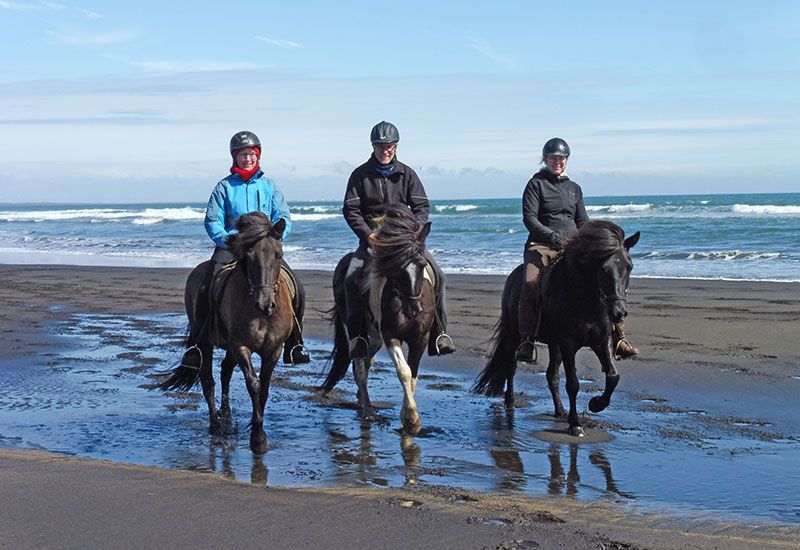 Islandshäst vid Þorlákshöfn