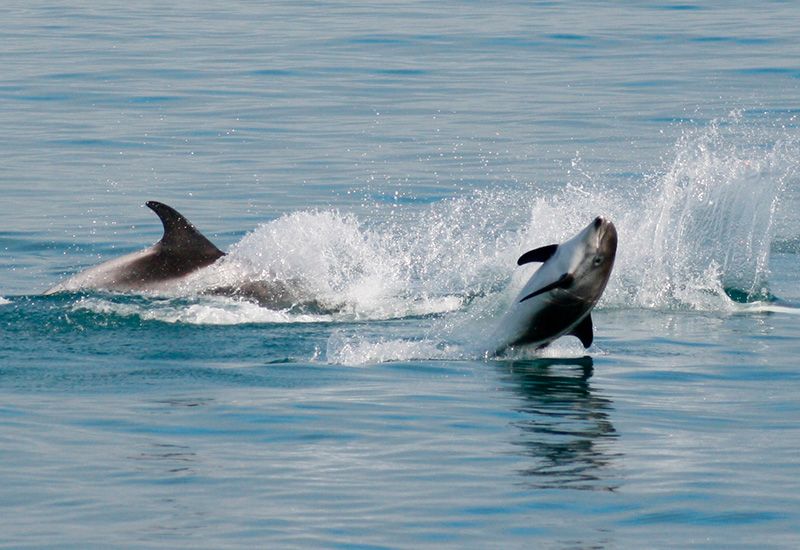 Delfiner i Eyjafjörður