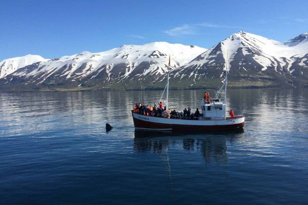 Valskådning Dalvík