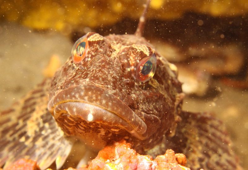 Norra Island undervattensäventyr