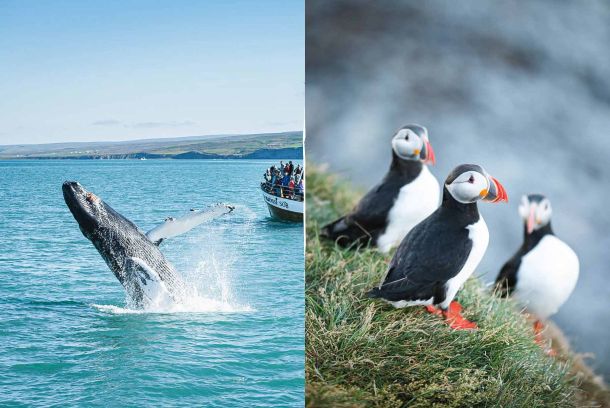 Valsafari och lunnefåglar Húsavík