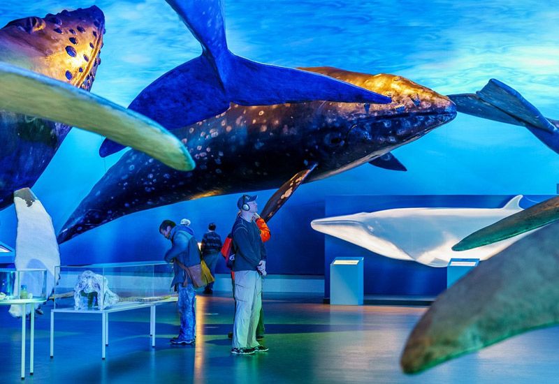 valutställning för barn island