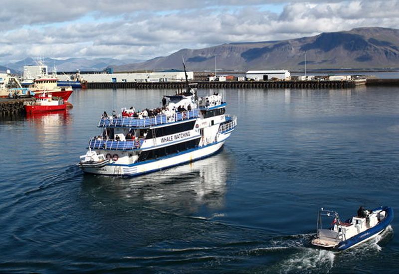 Hvalsafari med expertguide