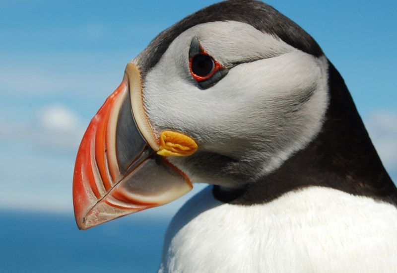 lunnefåglar västmannaöarna