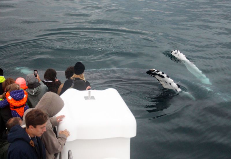 Lunnefågel och valar i havet