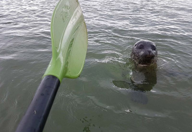 kajak och djurliv island