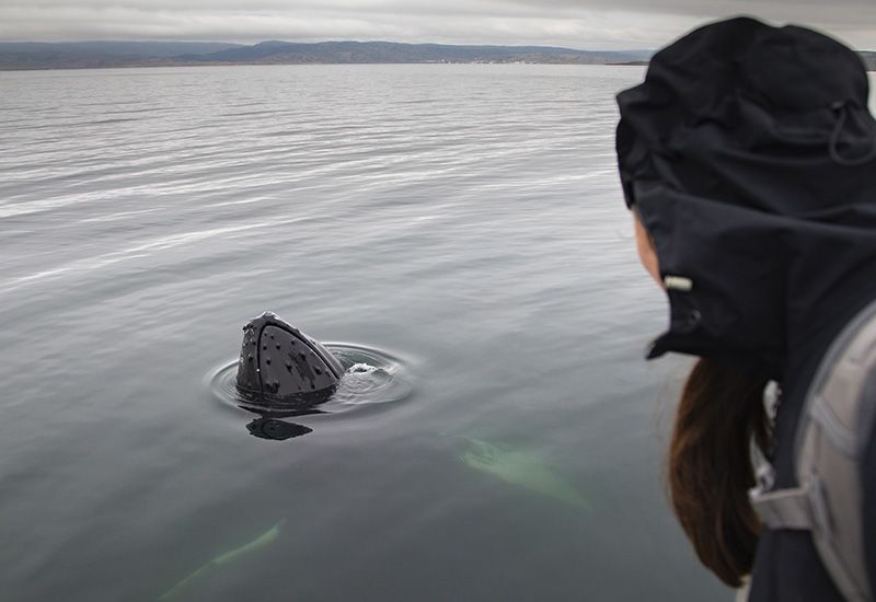 Knölvalar i fjorden vid Hólmavík