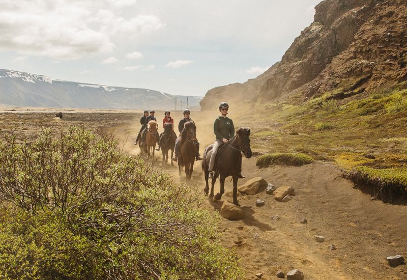 Islandshäst i full gångart