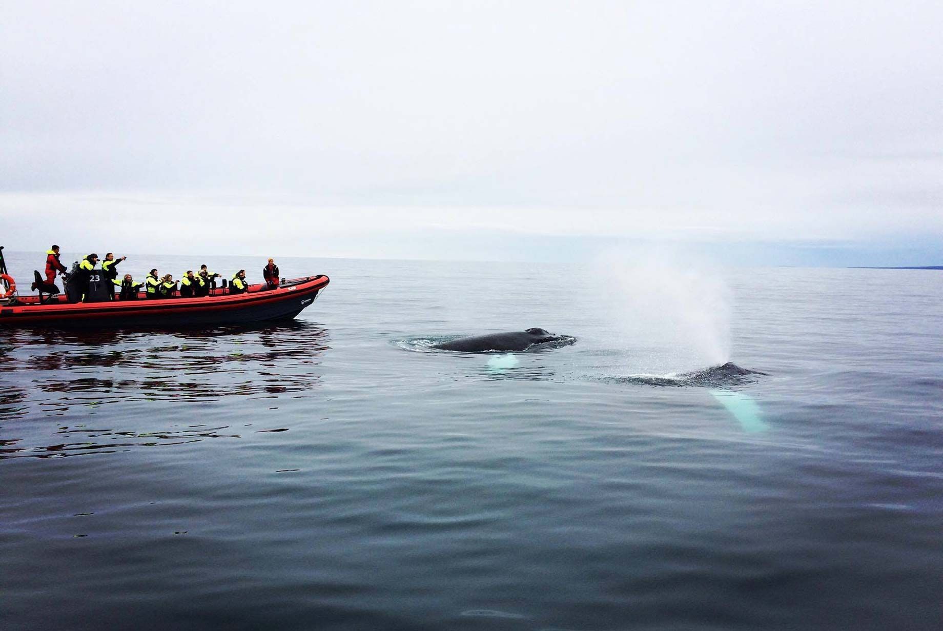 RIB-båt valsafari Húsavík