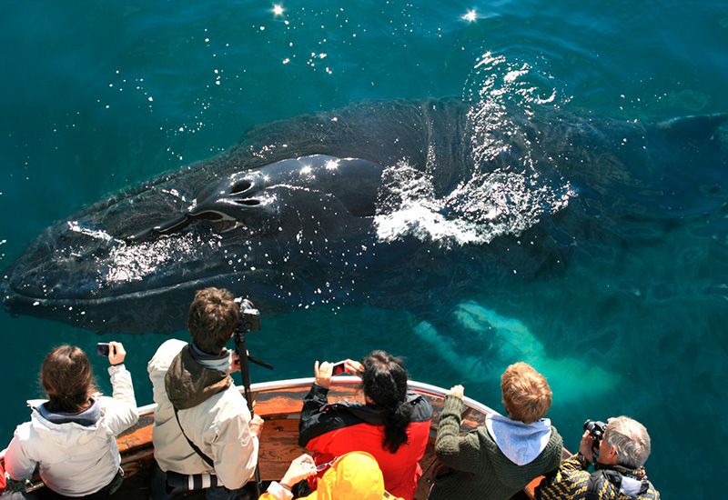 Tröllaskagi valsafari