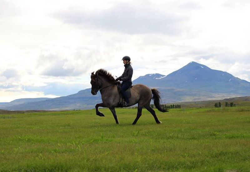 Tölt med islandshäst