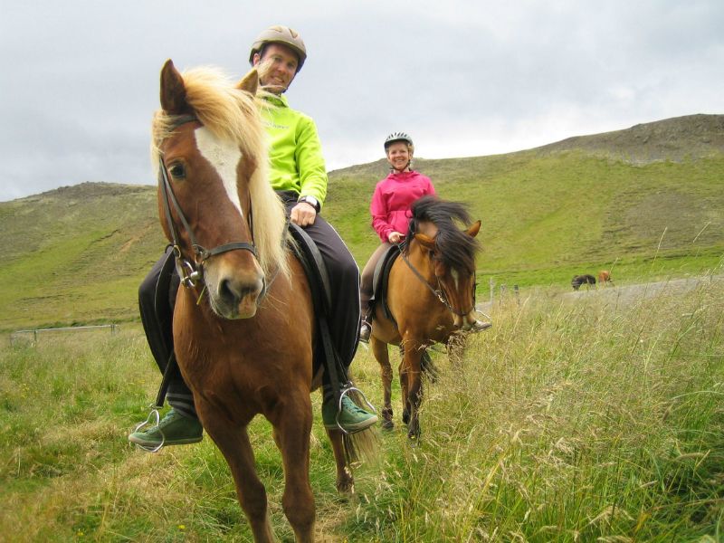 Islandshästar och tölt