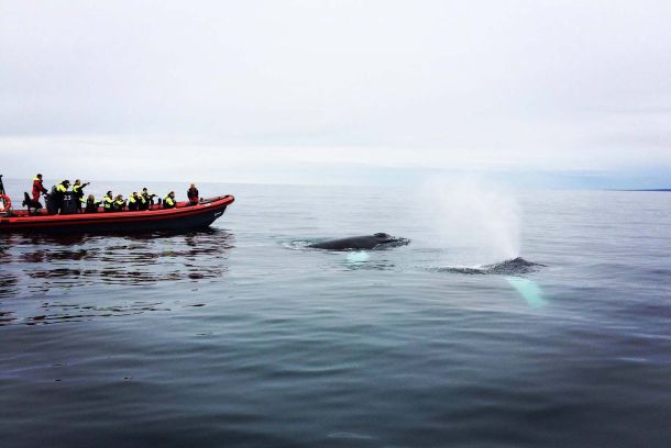 RIB-båt valsafari Húsavík