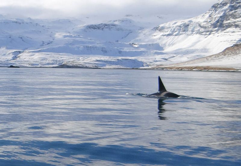 Valsafari Ólafsvík Island