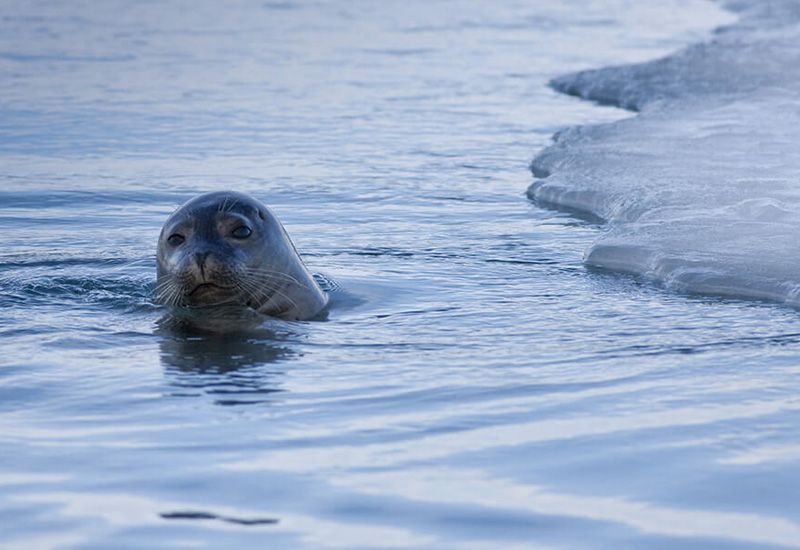 sälsafari jökulsárlón