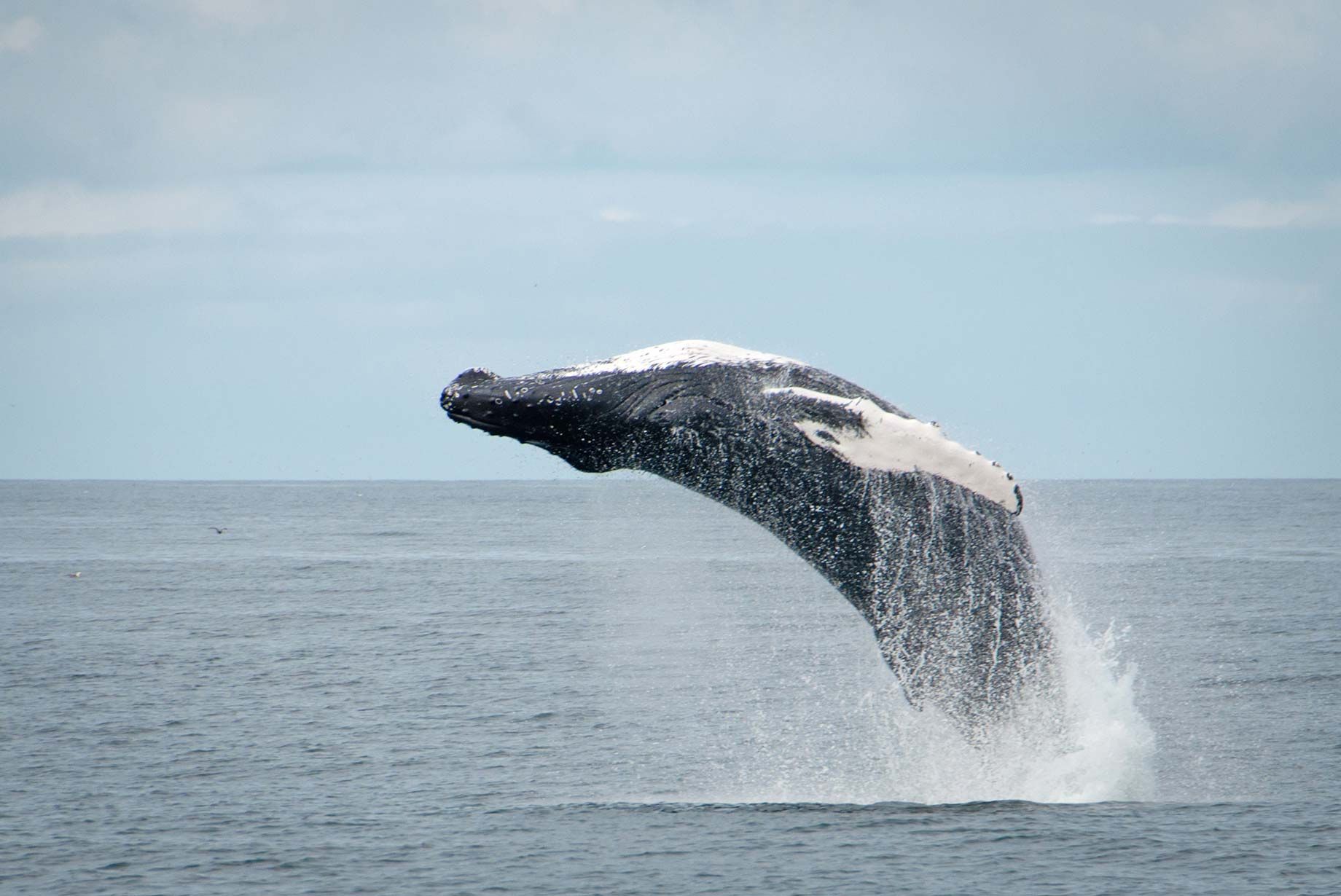 Reykjavík Valskådning