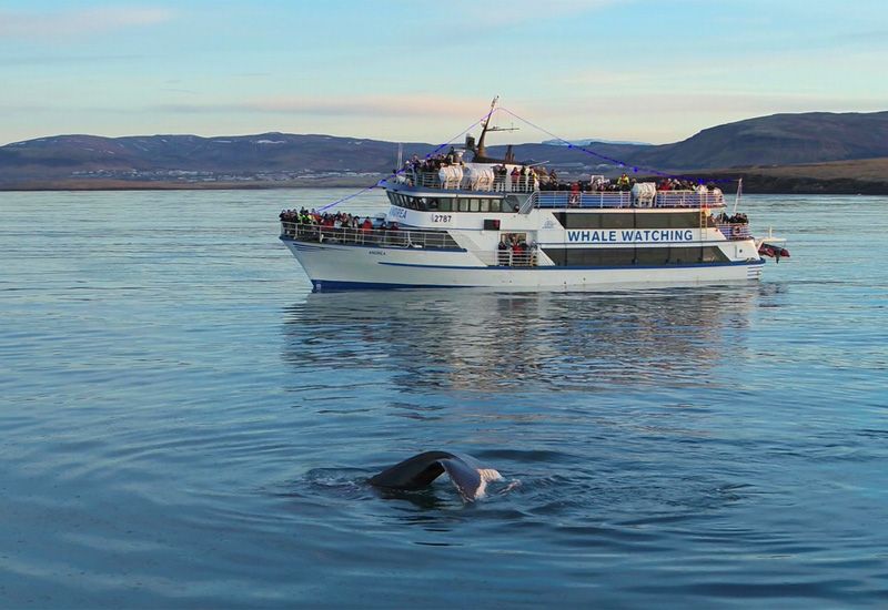 Guidad valtur Reykjavík