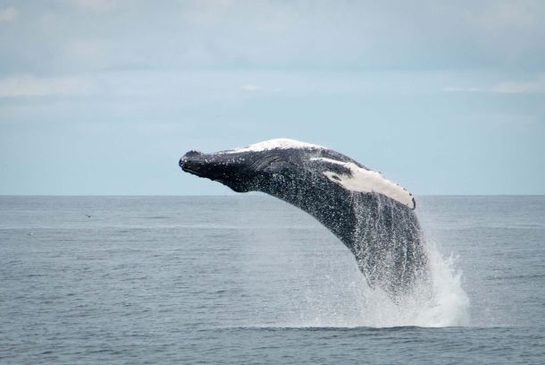 Reykjavík Valskådning