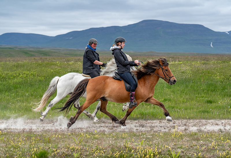 Islandshäst i naturen