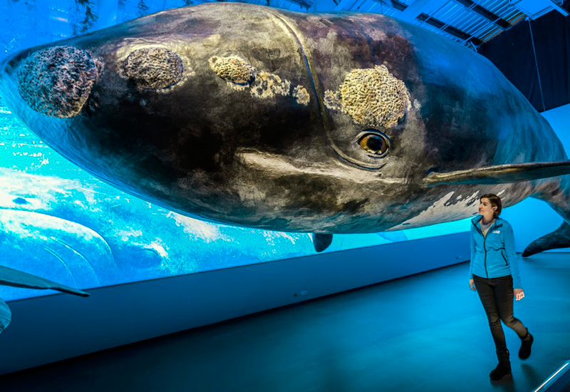 reykjavik museum tips