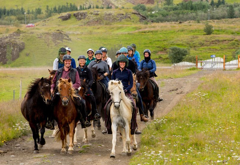 Islandshäst vid Hengill vulkan