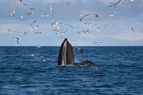 Akureyri Valskådning