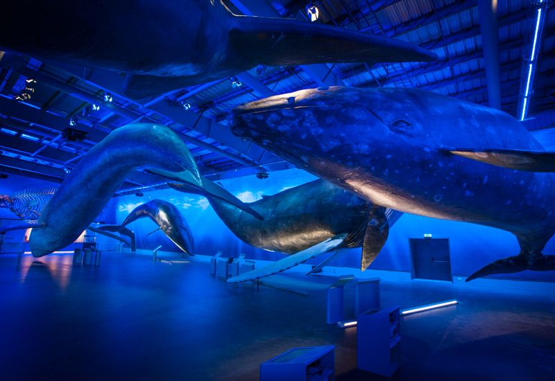 interaktiv valutställning island