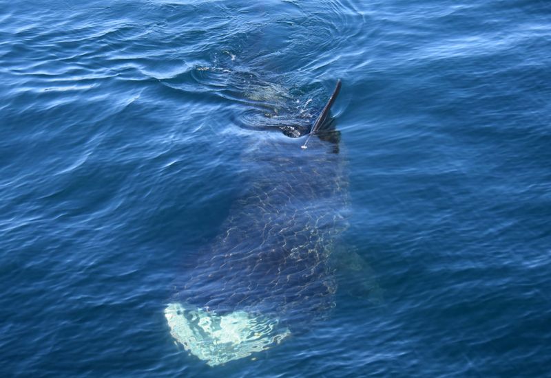 Valsafari Reykjavik och rafting