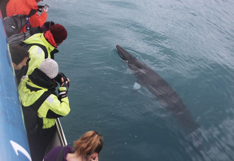Valskådning och forsränning Island