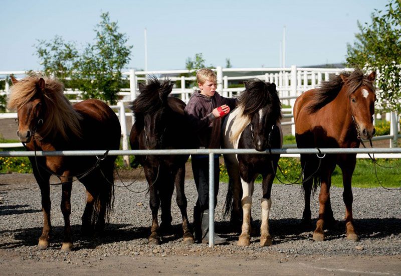 Barnvänlig ridtur Island