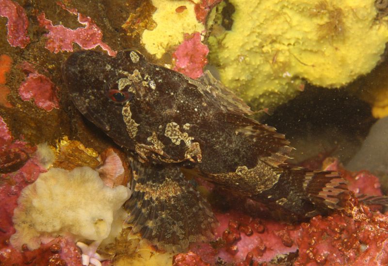 Dykning Gyllene Cirkeln