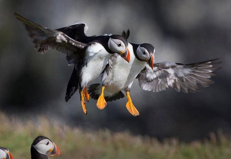 fågelskådning västmannaöarna