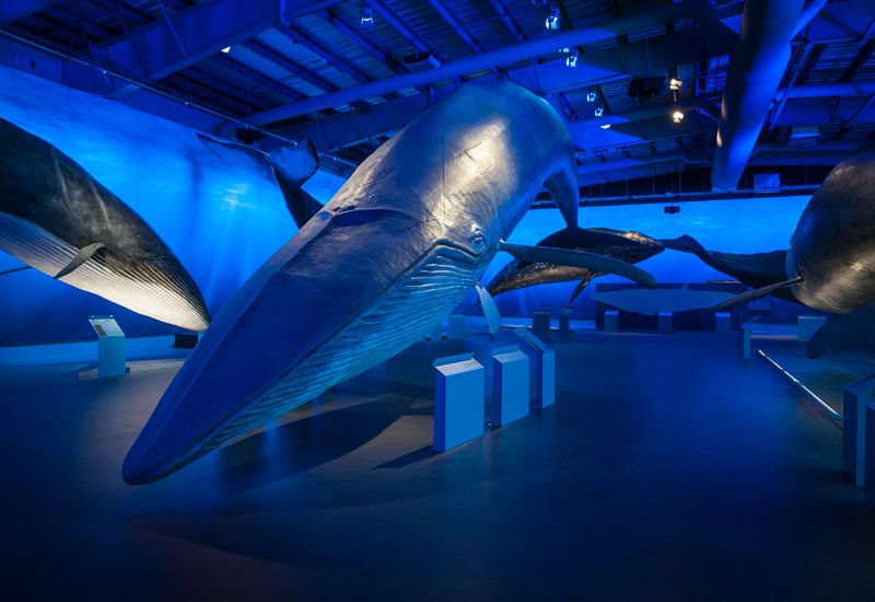 whales of iceland upplevelse