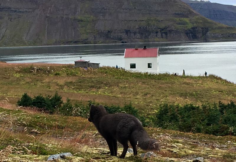 hornstrandir vandring