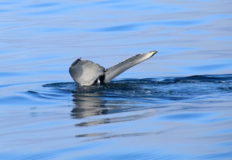 Valskådning Reykjavik